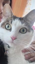 Lost Female Cat last seen King George Blvd. And Gateway Drive, Surrey, BC V3T 0B5