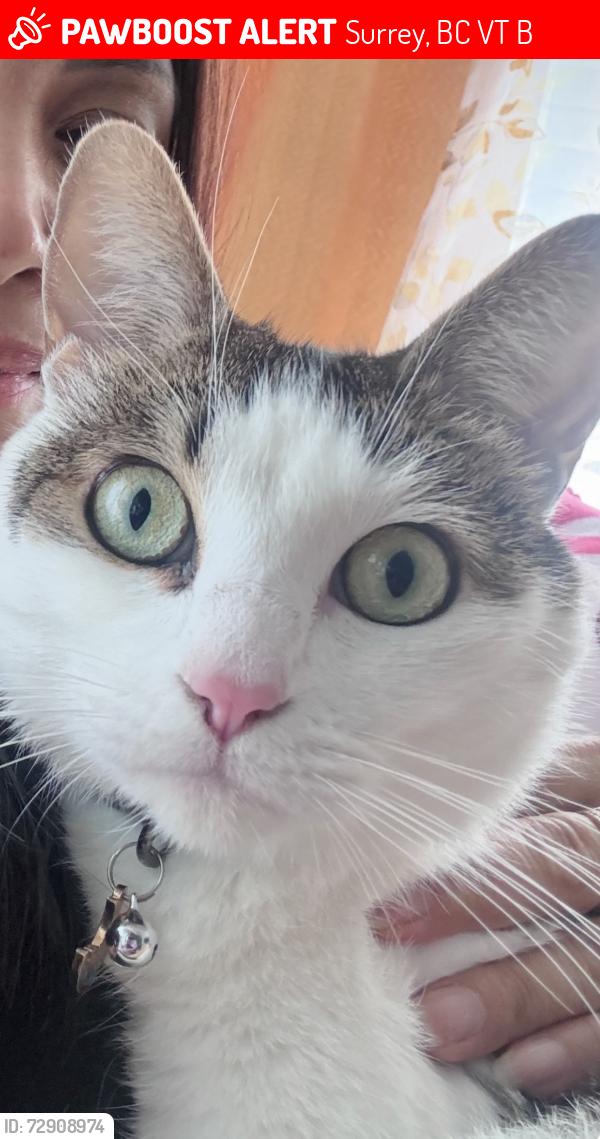 Lost Female Cat last seen King George Blvd. And Gateway Drive, Surrey, BC V3T 0B5