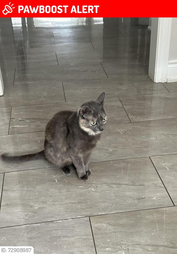 Lost Female Cat last seen Near Millbrook lane, Mississauga, ON L5M 3X5