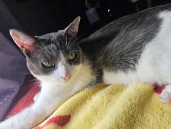 Lost Female Cat last seen Between Del Amo and Torrance Blvd., Torrance, CA 90501
