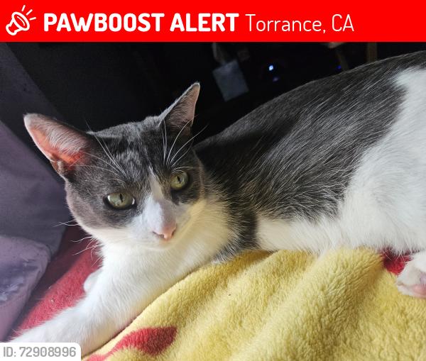 Lost Female Cat last seen Between Del Amo and Torrance Blvd., Torrance, CA 90501