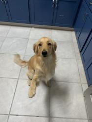Lost Female Dog last seen Hill Rd, Coldwater, MS 38618