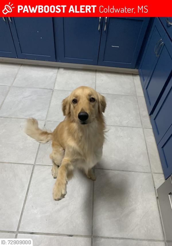 Lost Female Dog last seen Hill Rd, Coldwater, MS 38618