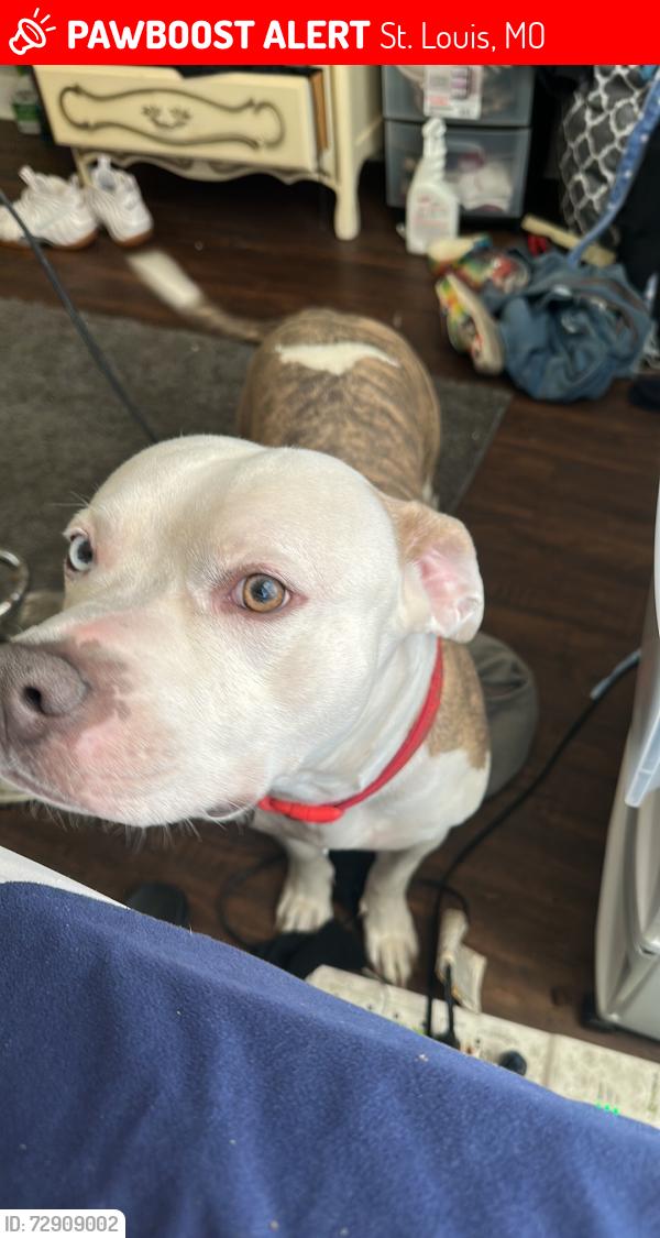 Lost Male Dog last seen Near e lexington ave st louis mo 63115, St. Louis, MO 63115