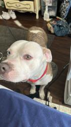 Lost Male Dog last seen Near e lexington ave st louis mo 63115, St. Louis, MO 63115