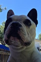 Reunited Male Dog last seen Inglenook dr vintner ln, Modesto, CA 95354