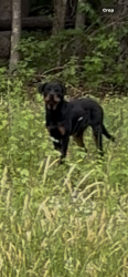 Found/Stray Unknown Dog last seen Cassam Rd & Old Oxford Rd, Durham County, NC 27503