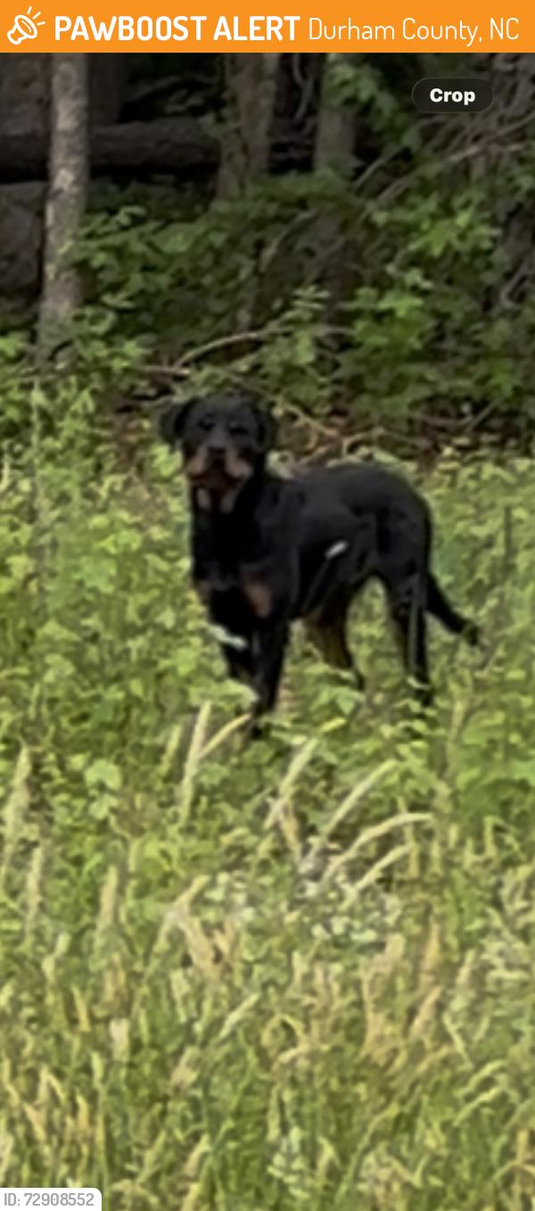 Found/Stray Unknown Dog last seen Cassam Rd & Old Oxford Rd, Durham County, NC 27503