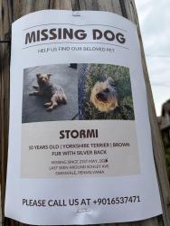 Reunited Female Dog last seen Collingwood ave , Swissvale, PA 15218