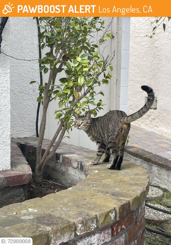 Found/Stray Unknown Cat last seen Sunnyside terrace, Los Angeles, CA 90732