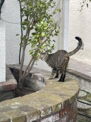 Found/Stray Unknown Cat last seen Sunnyside terrace, Los Angeles, CA 90732