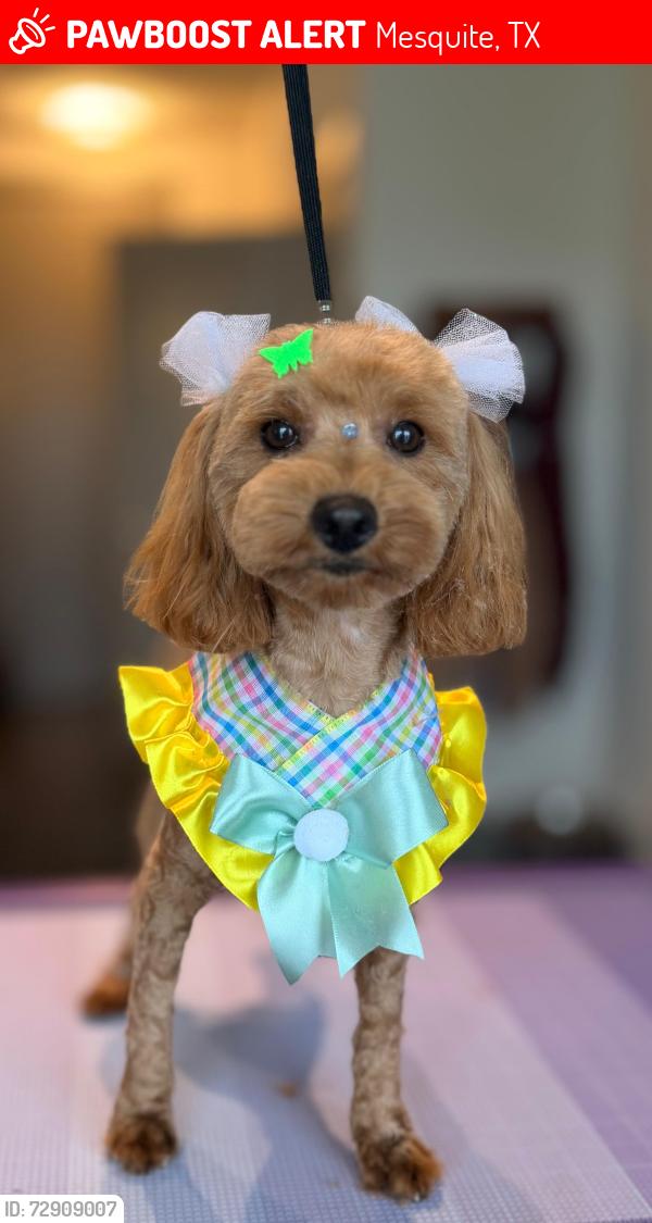 Lost Female Dog last seen Michelle Way, Mesquite, TX 75149