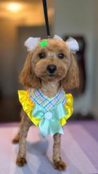 Lost Female Dog last seen Michelle Way, Mesquite, TX 75149