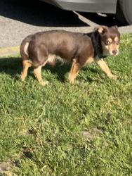 Found/Stray Male Dog last seen 22nd between Pine and Union, Seattle, WA 98122