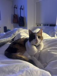 Lost Female Cat last seen Totten’s Lane, Dalton Gardens, ID 83815