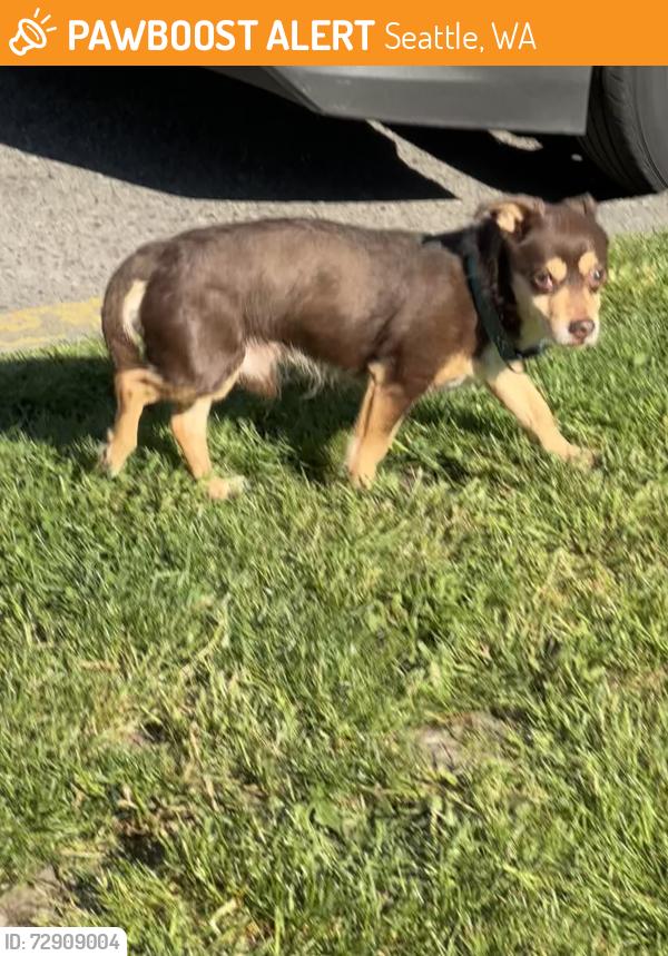 Found/Stray Male Dog last seen 22nd between Pine and Union, Seattle, WA 98122