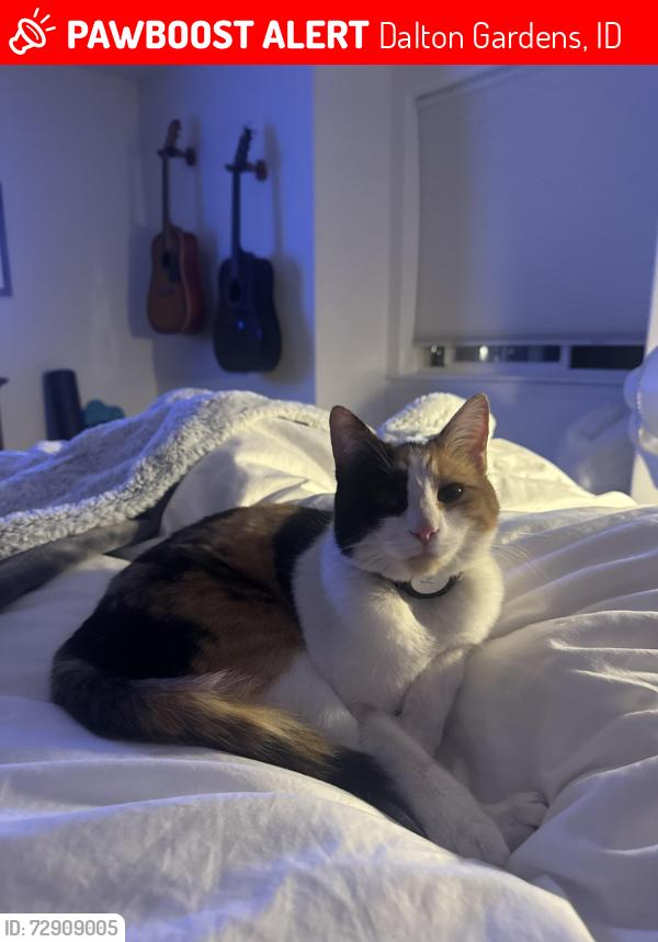 Lost Female Cat last seen Totten’s Lane, Dalton Gardens, ID 83815