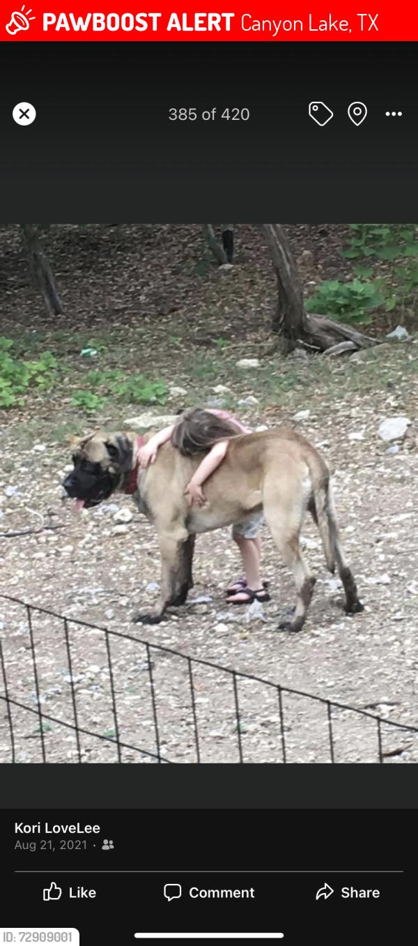Lost Male Dog last seen Village west , Canyon Lake, TX 78133