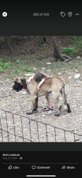 Lost Male Dog last seen Village west , Canyon Lake, TX 78133