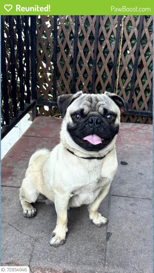 Reunited Male Dog last seen South Park , Los Angeles, CA 90011