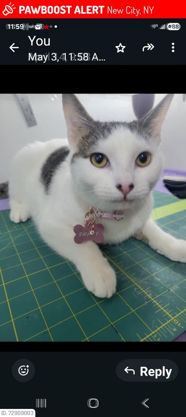 Lost Male Cat last seen corner of tamarac av, New City, NY 10956