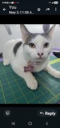 Lost Male Cat last seen corner of tamarac av, New City, NY 10956