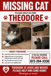Lost Male Cat last seen I’m located in Chicago in Englewood , Chicago, IL 60621
