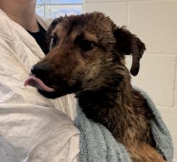 Shelter Stray Female Dog last seen Near Burnet, Escondido, CA, 92027, Escondido, CA 92027