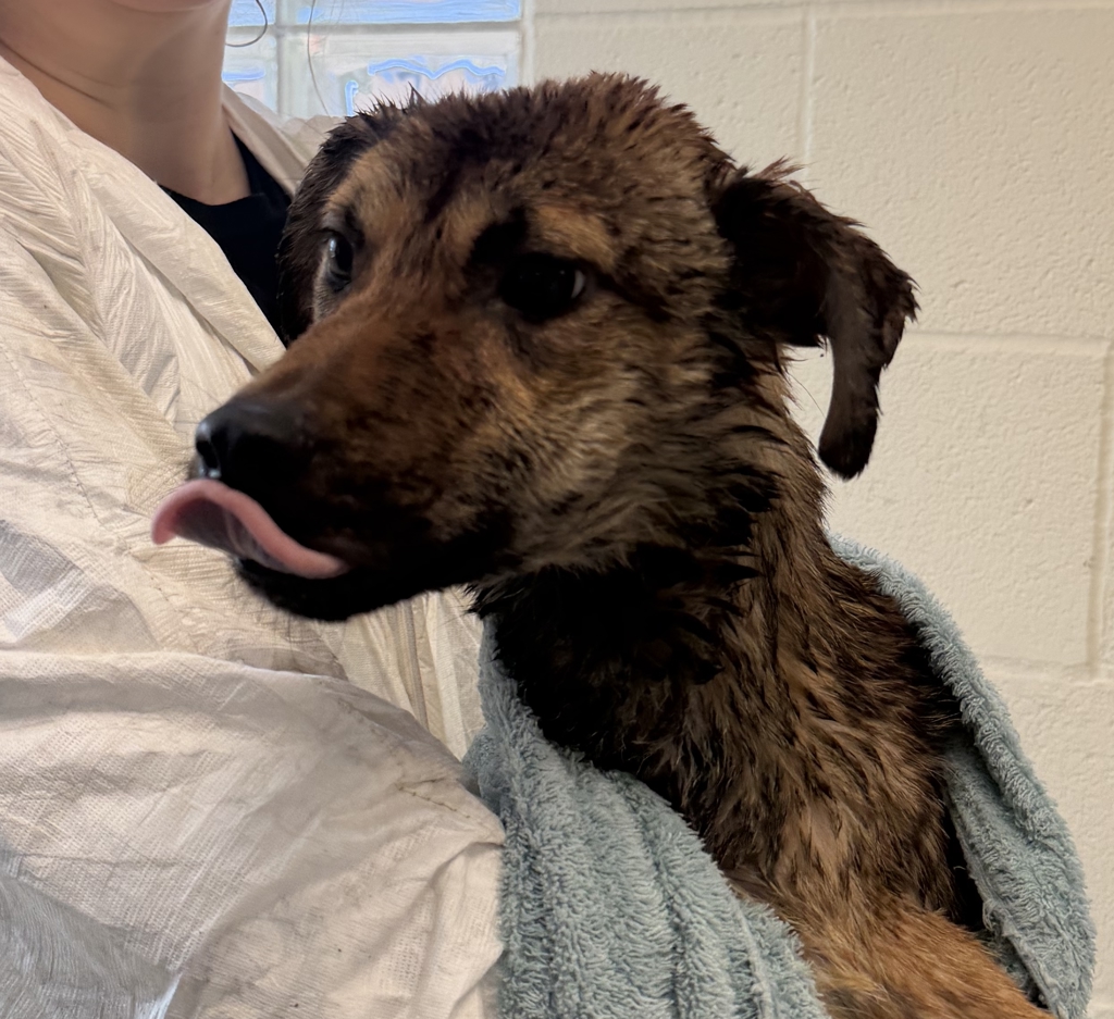 Shelter Stray Female Dog last seen Near Burnet, Escondido, CA, 92027, Escondido, CA 92027