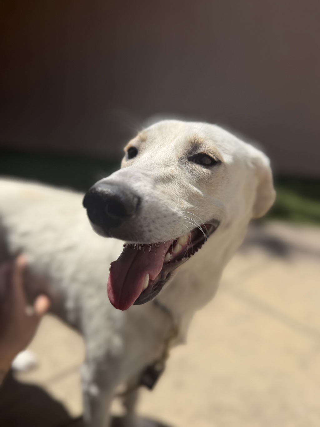 Shelter Stray Female Dog last seen Near E Mission Bay Drive, San Diego, CA, 92109, San Diego, CA 92110