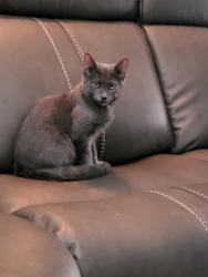 Reunited Male Cat last seen Near Diamond Swan Ave, Henderson, NV 89011, USA, Henderson, NV 89011