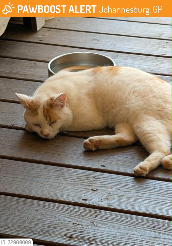 Found/Stray Male Cat last seen Berea South Carolina near Hwy 183, Johannesburg, GP 2198