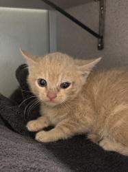 Shelter Stray Female Cat last seen Near S 4000 W, Bluffdale, UT, 84065, Taylorsville, UT 84123