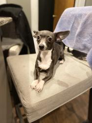 Reunited Female Dog last seen Near Jefferson Elementary school on 16th in Berwyn, Berwyn, IL 60402
