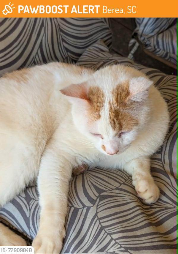 Found/Stray Male Cat last seen Near 183/Shamrock Acres, Berea, SC 29617