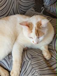 Found/Stray Male Cat last seen Near 183/Shamrock Acres, Berea, SC 29617