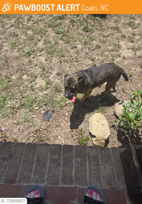 Found/Stray Male Dog last seen Delma grimes, Coats, NC 27521