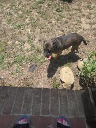 Found/Stray Male Dog last seen Delma grimes, Coats, NC 27521
