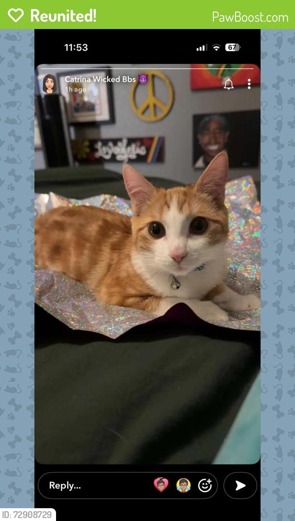 Reunited Male Cat last seen Near E Creedance Blvd, Phoenix, AZ 85024, USA, Phoenix, AZ 85024