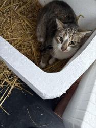 Lost Female Cat last seen Old Providence Rd and New Colony Dr. , Virginia Beach, VA 23464