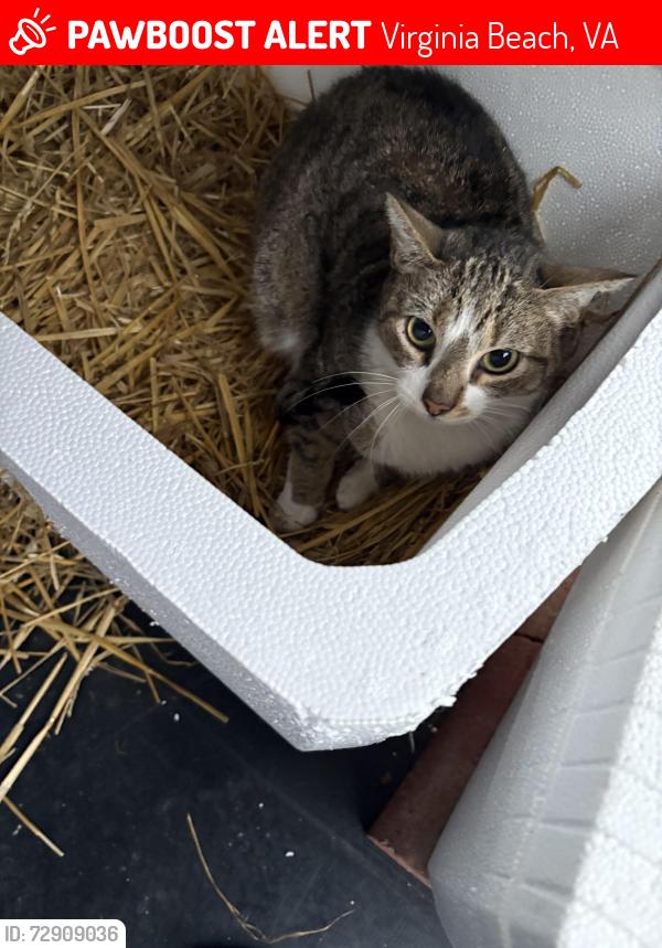 Lost Female Cat last seen Old Providence Rd and New Colony Dr. , Virginia Beach, VA 23464