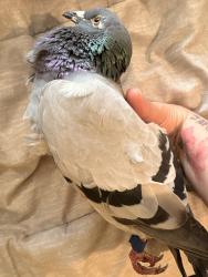 Found/Stray Unknown Bird last seen Franklin & Salem , Malden, MA 02148