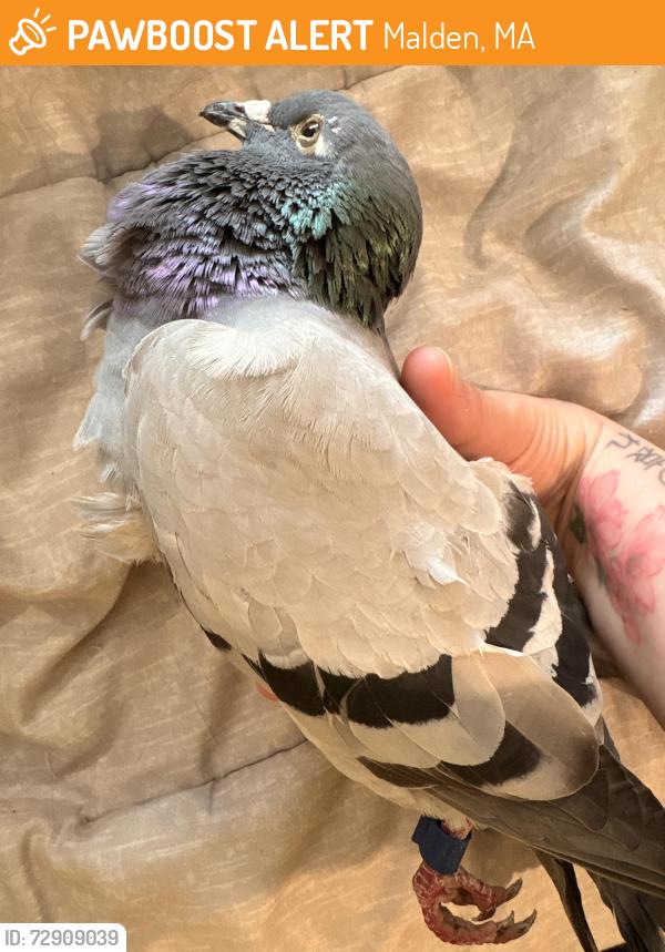 Found/Stray Unknown Bird last seen Franklin & Salem , Malden, MA 02148