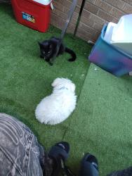 Reunited Male Cat last seen Near iola st Aurora Colorado 80010, Aurora, CO 80014