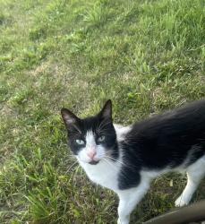 Lost Male Cat last seen Rogers street SE , Atlanta, GA 30317