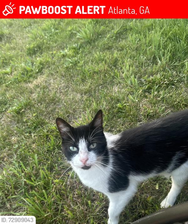 Lost Male Cat last seen Rogers street SE , Atlanta, GA 30317