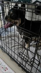 Reunited Male Dog last seen Resor Road, Fairfield, OH 45014