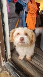 Lost Male Dog last seen N.Willis &I20, Abilene, TX 79603