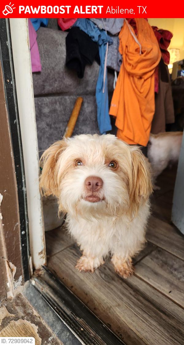 Lost Male Dog last seen N.Willis &I20, Abilene, TX 79603