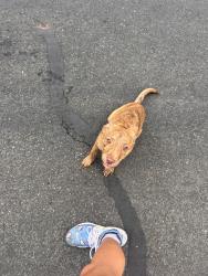 Found/Stray Female Dog last seen Spring rain dr, San Antonio, TX 78249